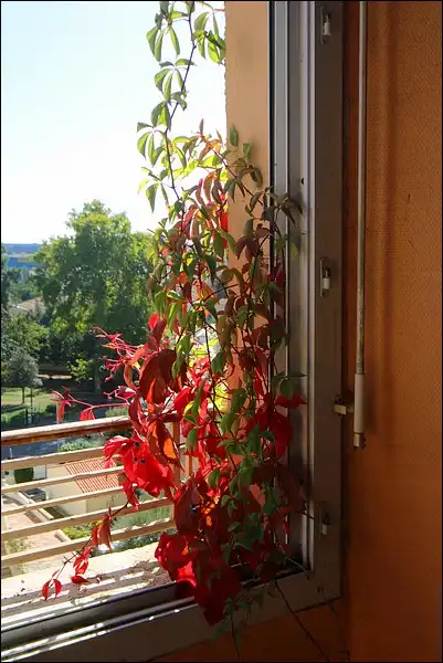 La vigne qui envahit