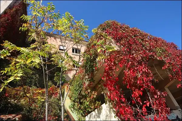 Vue de la clinique à l'extérieur, avec la vigne vierge