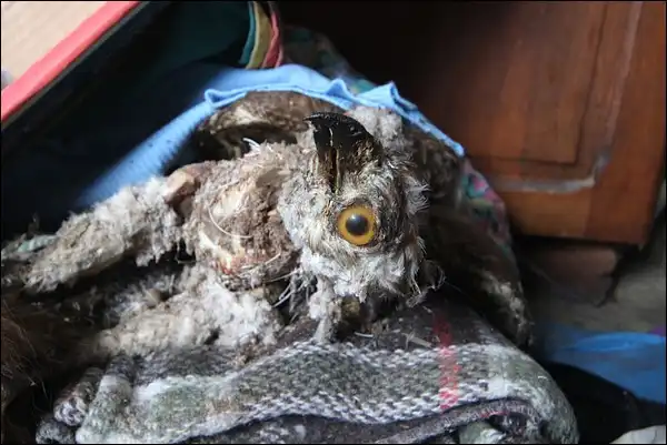 Taxidermie en urbex