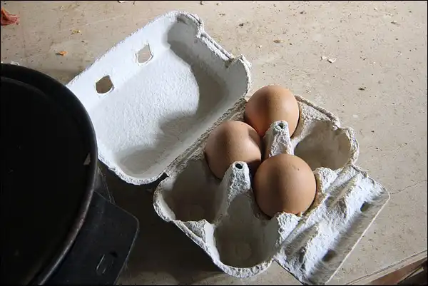 Oeufs abandonnés depuis 10 ans